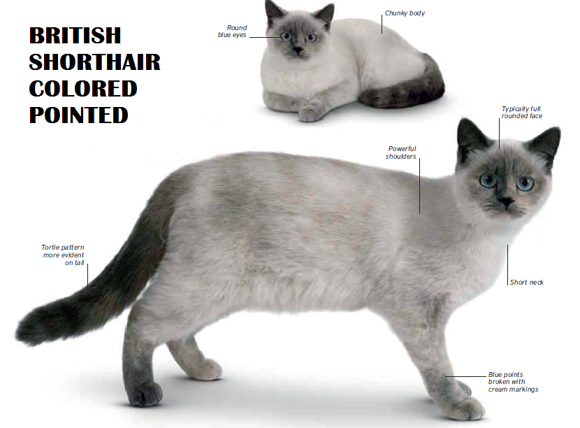 Calico British Shorthair Colors - 81021+ Nama Untuk Kucing Comel, Lucu