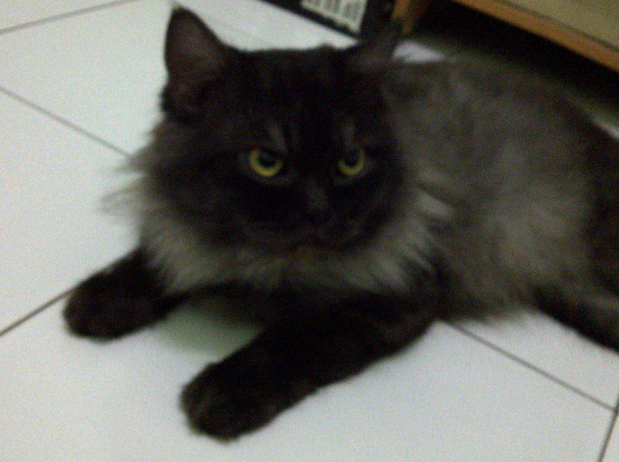 JUAL KUCING PERSIA JANTAN LUCU