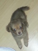 adopsi anak anak anjing lucu