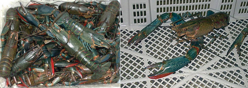 Jual Lobster Air Tawar - INDUKAN dan HIAS