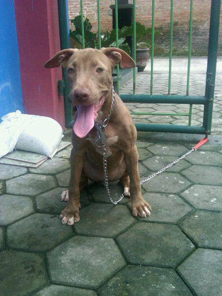 [eRYe-COMMUNITY] ►►►≡ DOG Lover Yogyakarta ≡◄◄◄