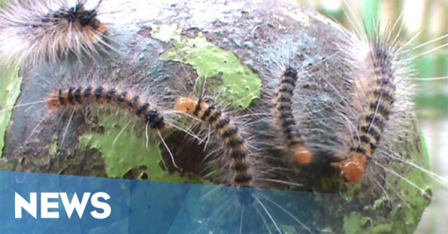 Ribuan Ulat Gagak Serang Tulungagung