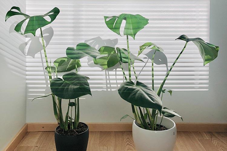 Jenis Tanaman Indoor Mudah Dirawat Untuk Kamu Yang Baru Mulai Gardening