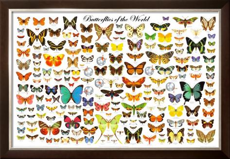 10-keindahan-simetris-yang-bisa-ditemukan-di-alam