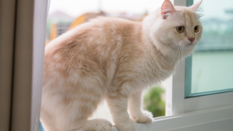 INI ALASAN KENAPA KUCING TAKUT TIMUN, BAHAYA GAN !!!