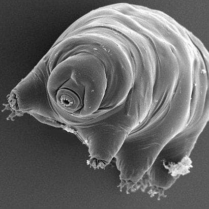 Hal Teraneh yang Pernah di Kirim ke Luar Angkasa