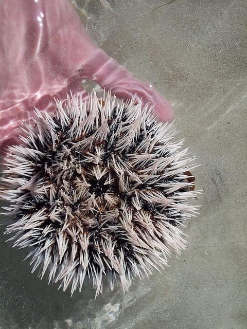 Hal Teraneh yang Pernah di Kirim ke Luar Angkasa