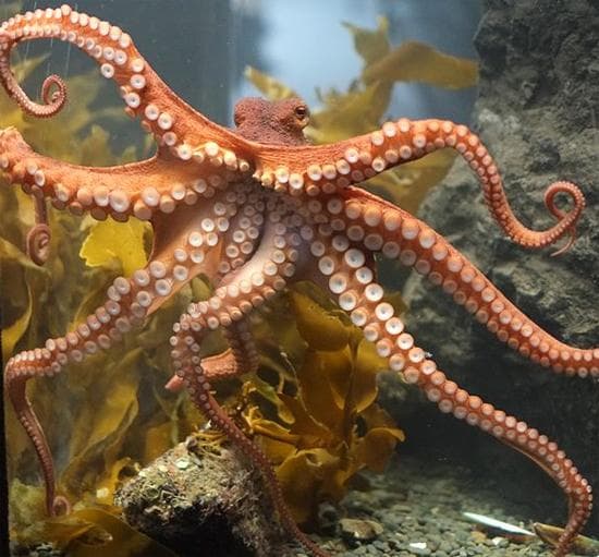 Gurita, Hewan aneh dan Fakta uniknya
