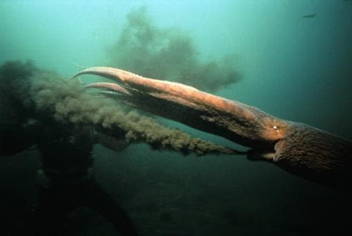 Gurita, Hewan aneh dan Fakta uniknya