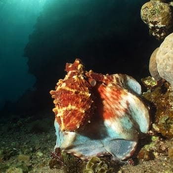 Gurita, Hewan aneh dan Fakta uniknya