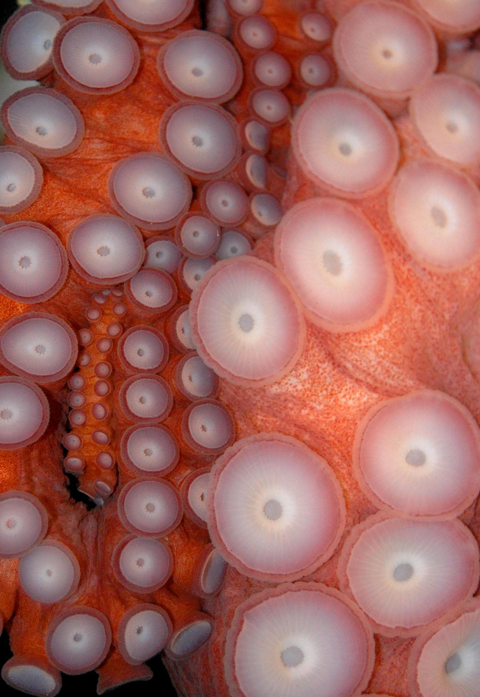 Gurita, Hewan aneh dan Fakta uniknya