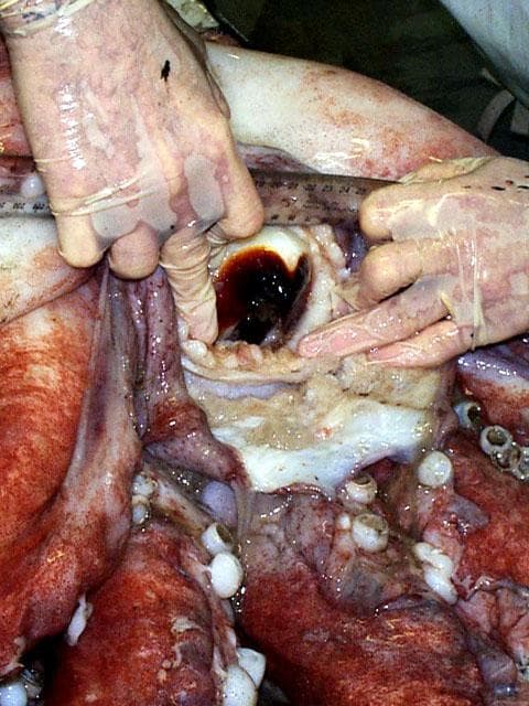 Gurita, Hewan aneh dan Fakta uniknya