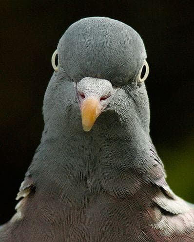 Gimana Cara Kerja Merpati Pengirim Surat Zaman Dulu?