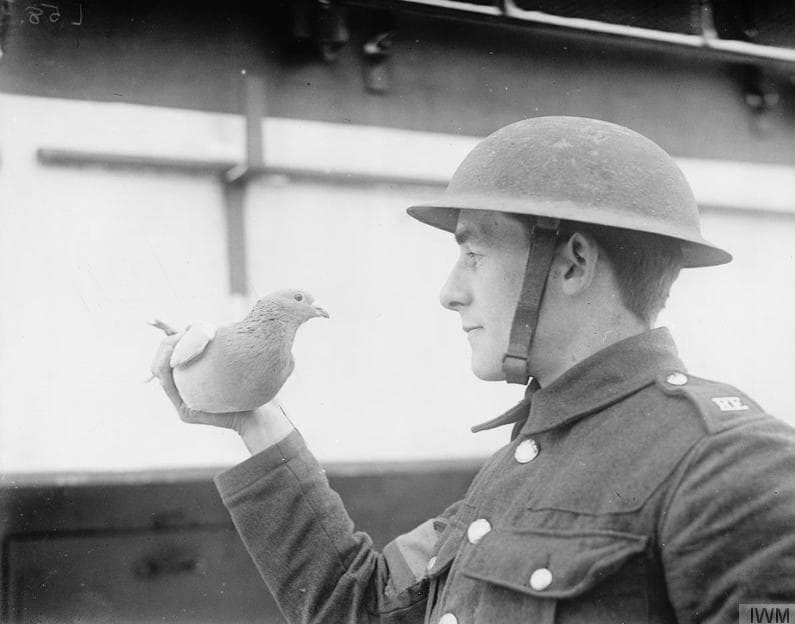 Gimana Cara Kerja Merpati Pengirim Surat Zaman Dulu?