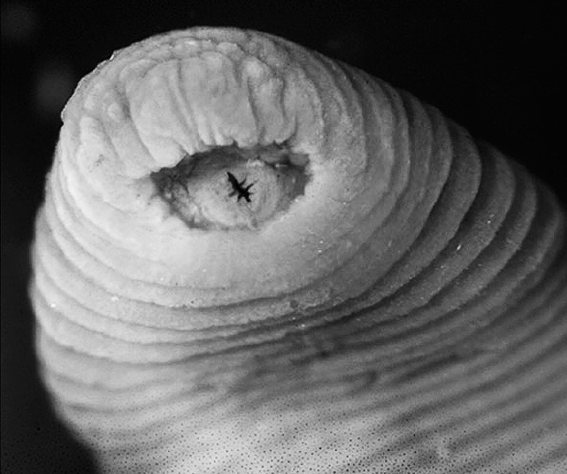 Hewan-Hewan Mengerikan ditemukan di Amazon