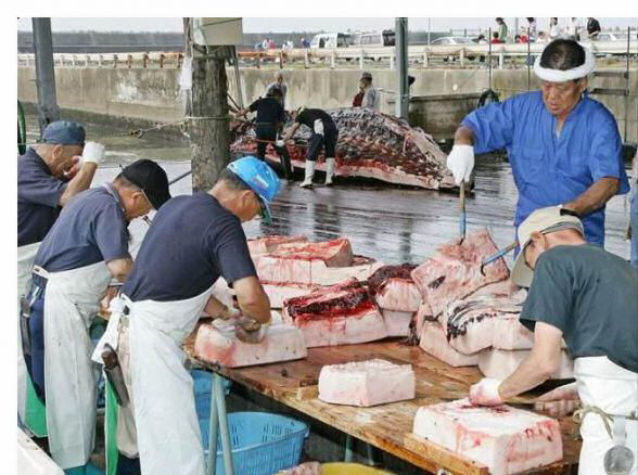 Ikan Paus: dari Awal Sampai Menjadi Kari Ikan