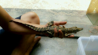 Bearded Dragon Sunfire -+40cm Birahi..