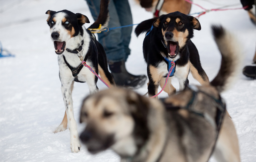 Siberian Husky Anjing Penarik Kereta Salju Kaskus Archive