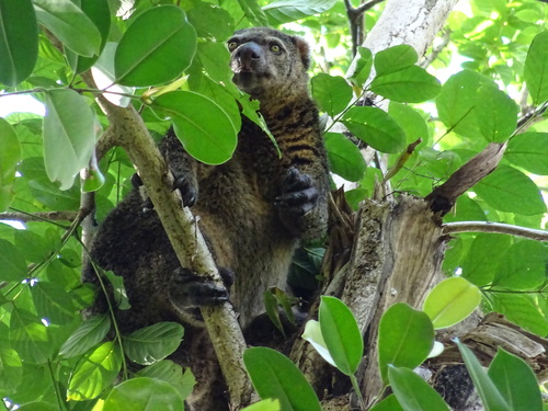 Hewan-hewan Mamalia Khas Indonesia yang Jarang Orang Tahu!! PART IV