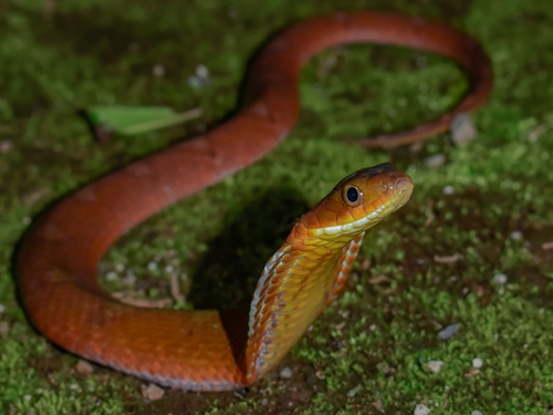 Hewan-hewan Unik Khas Indonesia yang Jarang Orang Tahu! PART 15