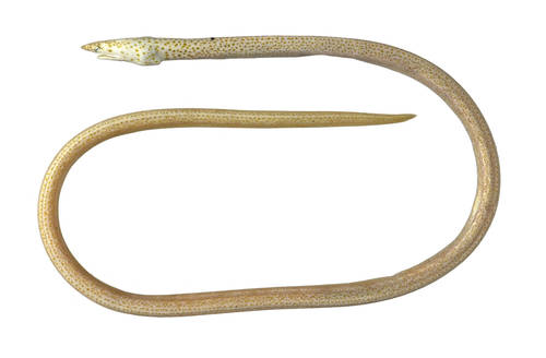 Hewan-hewan Unik Khas Indonesia yang Jarang Orang Tahu! PART 16