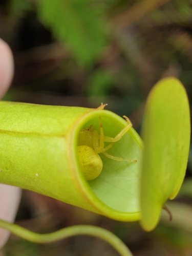 Hewan-hewan Unik Khas Indonesia yang Jarang Orang Tahu! PART 16