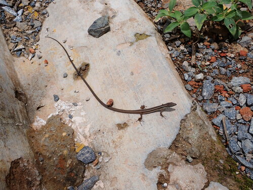 Hewan-hewan Unik Khas Indonesia yang Jarang Orang Tahu! PART 16