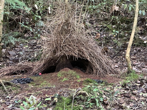 Hewan-hewan Unik Khas Indonesia yang Jarang Orang Tahu! PART 15