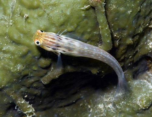 Hewan-hewan Unik Khas Indonesia yang Jarang Orang Tahu! PART 15