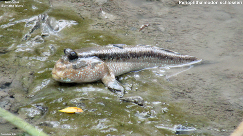 Hewan-hewan Unik Khas Indonesia yang Jarang Orang Tahu! PART 15