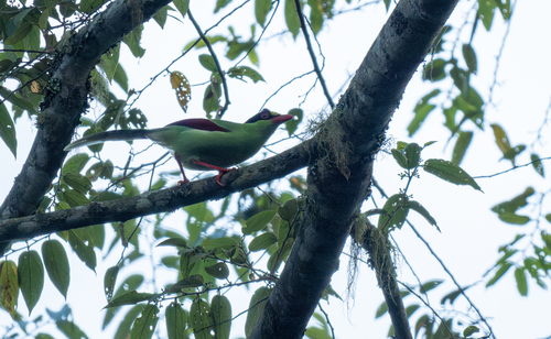 Hewan-hewan Unik Khas Indonesia yang Jarang Orang Tahu! PART 16
