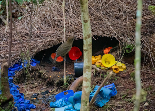 Hewan-hewan Unik Khas Indonesia yang Jarang Orang Tahu! PART 15
