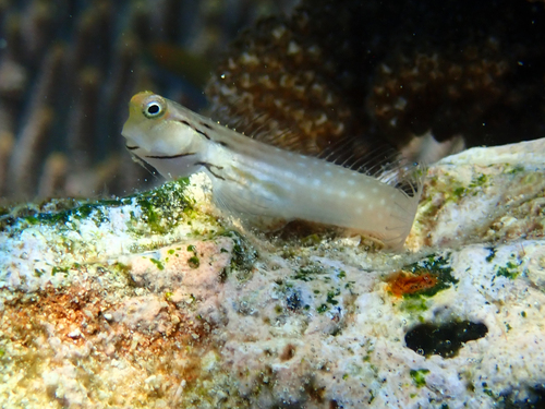 Hewan-hewan Unik Khas Indonesia yang Jarang Orang Tahu! PART 15