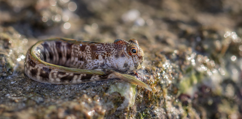 Hewan-hewan Unik Khas Indonesia yang Jarang Orang Tahu! PART 16