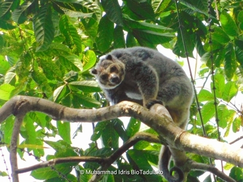 Hewan-hewan Mamalia Khas Indonesia yang Jarang Orang Tahu!! PART IV