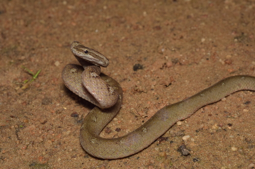 Hewan-hewan Unik Khas Indonesia yang Jarang Orang Tahu! PART 15