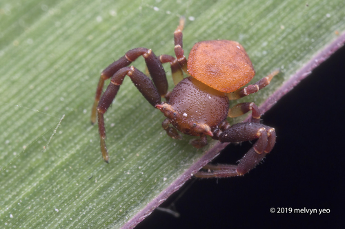 Hewan-hewan Unik Khas Indonesia yang Jarang Orang Tahu! PART 16