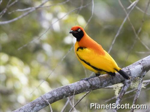 Hewan-hewan Unik Khas Indonesia yang Jarang Orang Tahu! PART 15