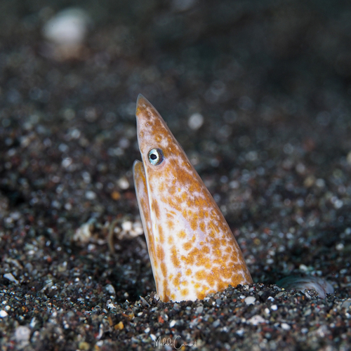 Hewan-hewan Unik Khas Indonesia yang Jarang Orang Tahu! PART 16