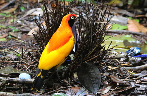 Hewan-hewan Unik Khas Indonesia yang Jarang Orang Tahu! PART 15