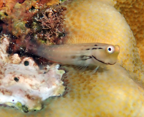 Hewan-hewan Unik Khas Indonesia yang Jarang Orang Tahu! PART 15