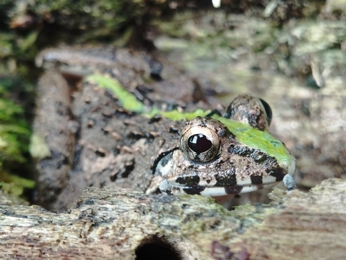 Hewan-hewan Unik Khas Indonesia yang Jarang Orang Tahu! PART 15