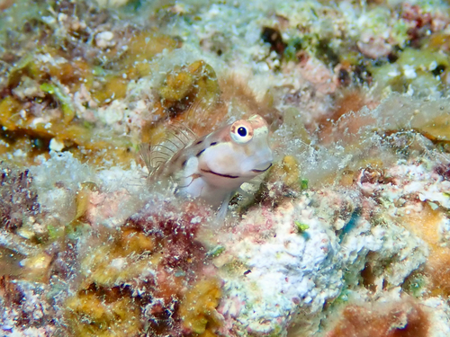 Hewan-hewan Unik Khas Indonesia yang Jarang Orang Tahu! PART 15