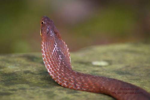 Hewan-hewan Unik Khas Indonesia yang Jarang Orang Tahu! PART 15