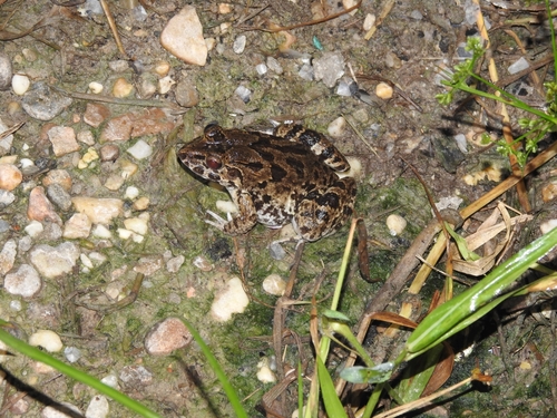 Hewan-hewan Unik Khas Indonesia yang Jarang Orang Tahu! PART 15