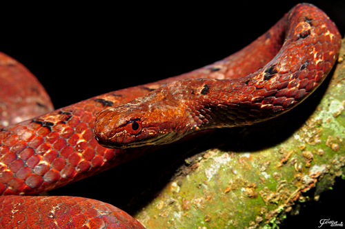 Hewan-hewan Unik Khas Indonesia yang Jarang Orang Tahu! PART 15