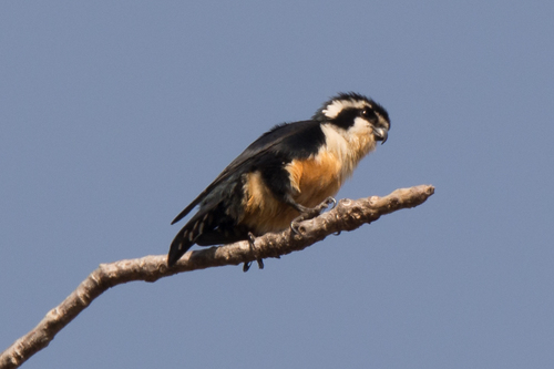 Hewan-hewan Unik Khas Indonesia yang Jarang Orang Tahu! PART 16