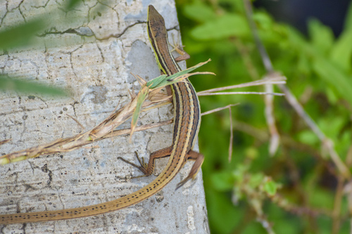 Hewan-hewan Unik Khas Indonesia yang Jarang Orang Tahu! PART 16