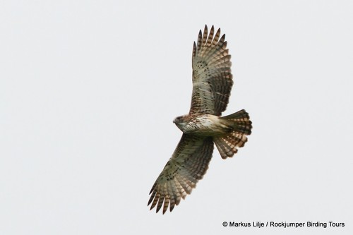 Hewan-hewan Unik Khas Indonesia yang Jarang Orang Tahu! PART 16