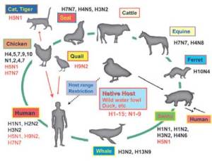 Menguak Konspirasi Jahat AS Terhadap Indonesia, Tentang Virus Flu Burung (H5N1)